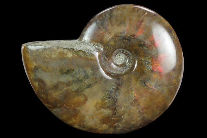 Flashy Red Iridescent Ammonite - Wide #127933